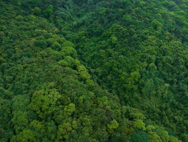 El equilibrio entre fertilización natural y prácticas sostenibles determina el éxito de la restauración ecológica (Freepik)