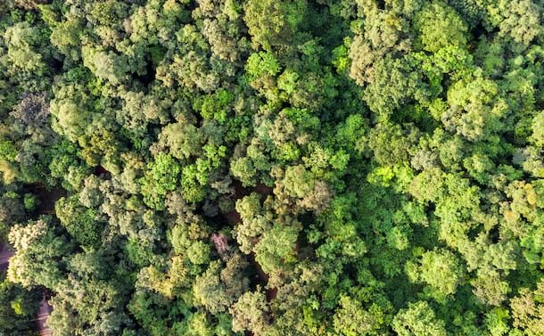 La cooperación entre países y la financiación global marcan el inicio de una nueva era para la protección de los bosques tropicales (Freepik)