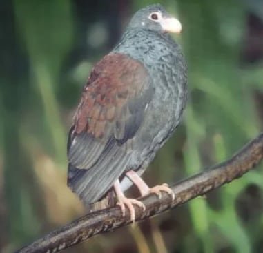 La presión de especies invasoras y la reducción de hábitat han dejado a la población del manumea al borde del colapso (Ulf Beichle/Ministry of Natural Resources & Environment, Government of Samoa)