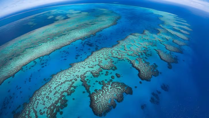 El emblemático ecosistema australiano enfrenta su quinto brote registrado de esta estrella depredadora desde 1960 (Freepik)