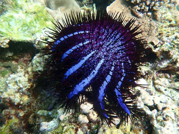 Las soluciones convencionales exigen recursos elevados y han demostrado ser insuficientes ante el avance de la plaga (Freepik)