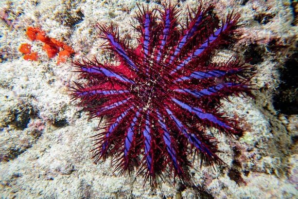 La ingeniería de señales químicas permite atraer grandes concentraciones de ejemplares para su control focalizado (Freepik)