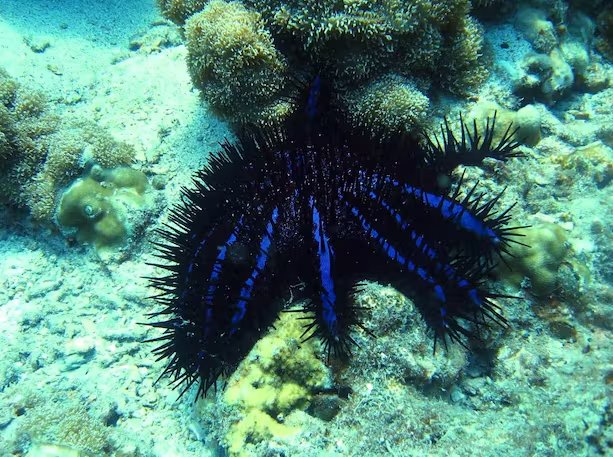 El éxito en laboratorio plantea el reto de replicar la eficacia en un entorno natural saturado de estímulos químicos (Freepik)