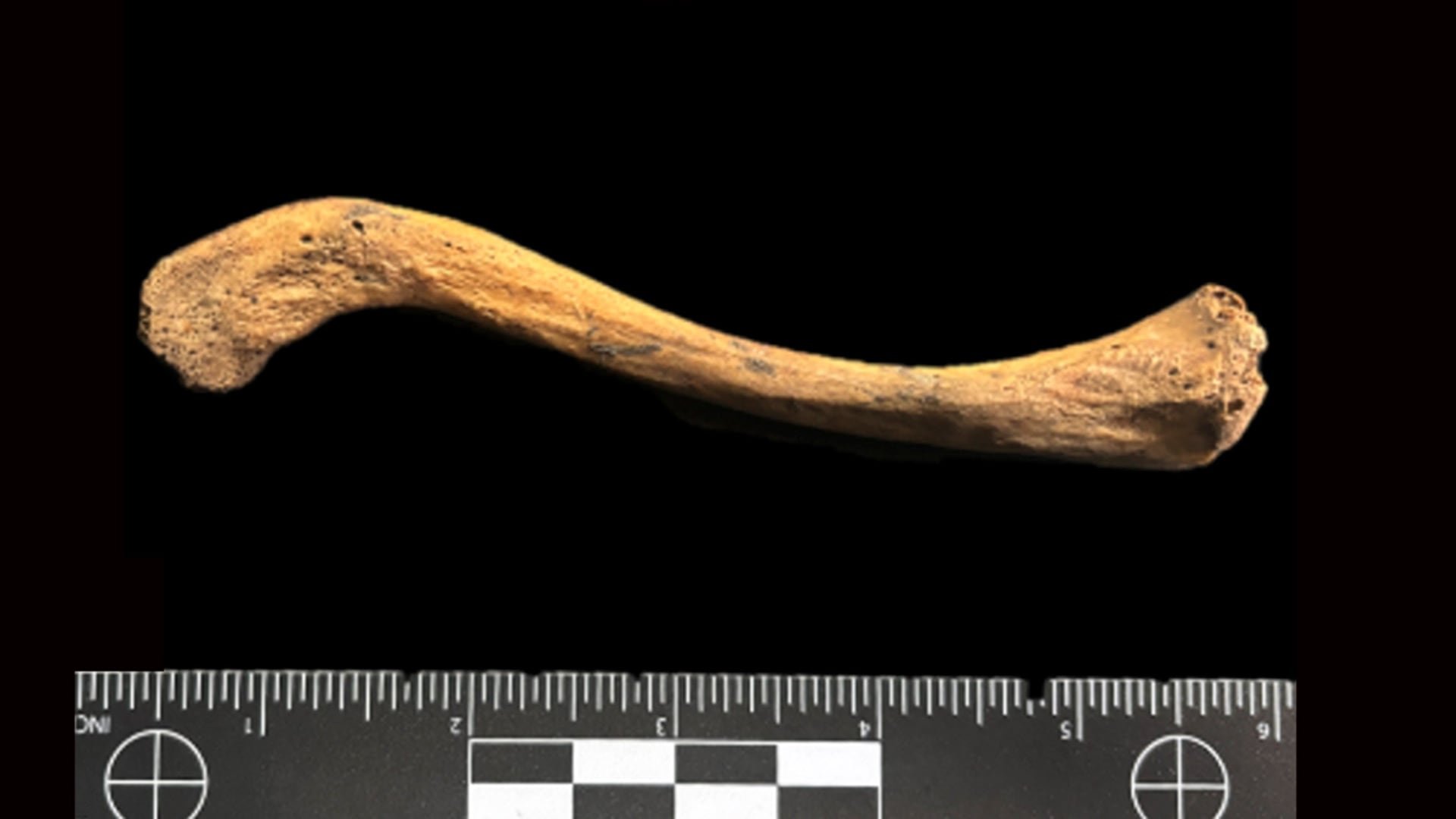 La muestra de la bacteria se encontraba en un fragmento de tibia de un hombre adulto enterrado en el sitio arqueológico Tequendama I, en la Sabana de Bogotá. (Miguel Delgado)