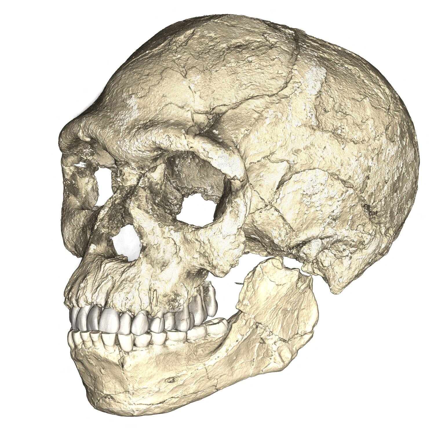 El estudio revela que Homo sapiens ya portaba Treponema pallidum en la Sabana de Bogotá hace 5.500 años (Archivo Philipp Gunz)
