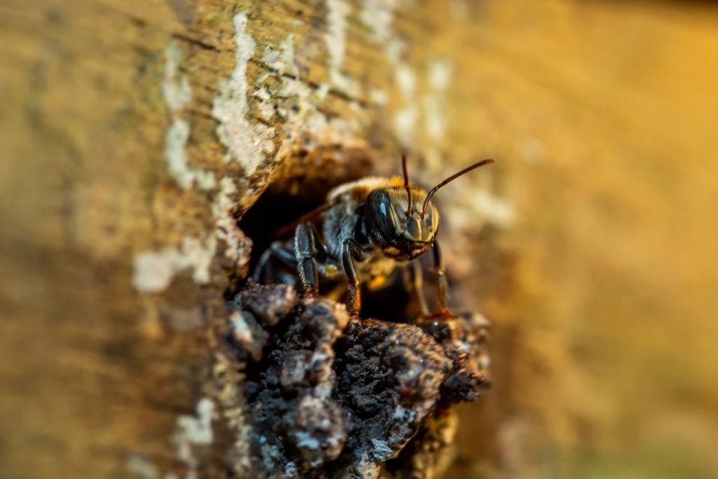¿La miel del futuro? Descubre los beneficios asombrosos y los desafíos que enfrentan las comunidades amazónicas que dependen de las abejas sin aguijón. (ANA ELISA SOTELO)