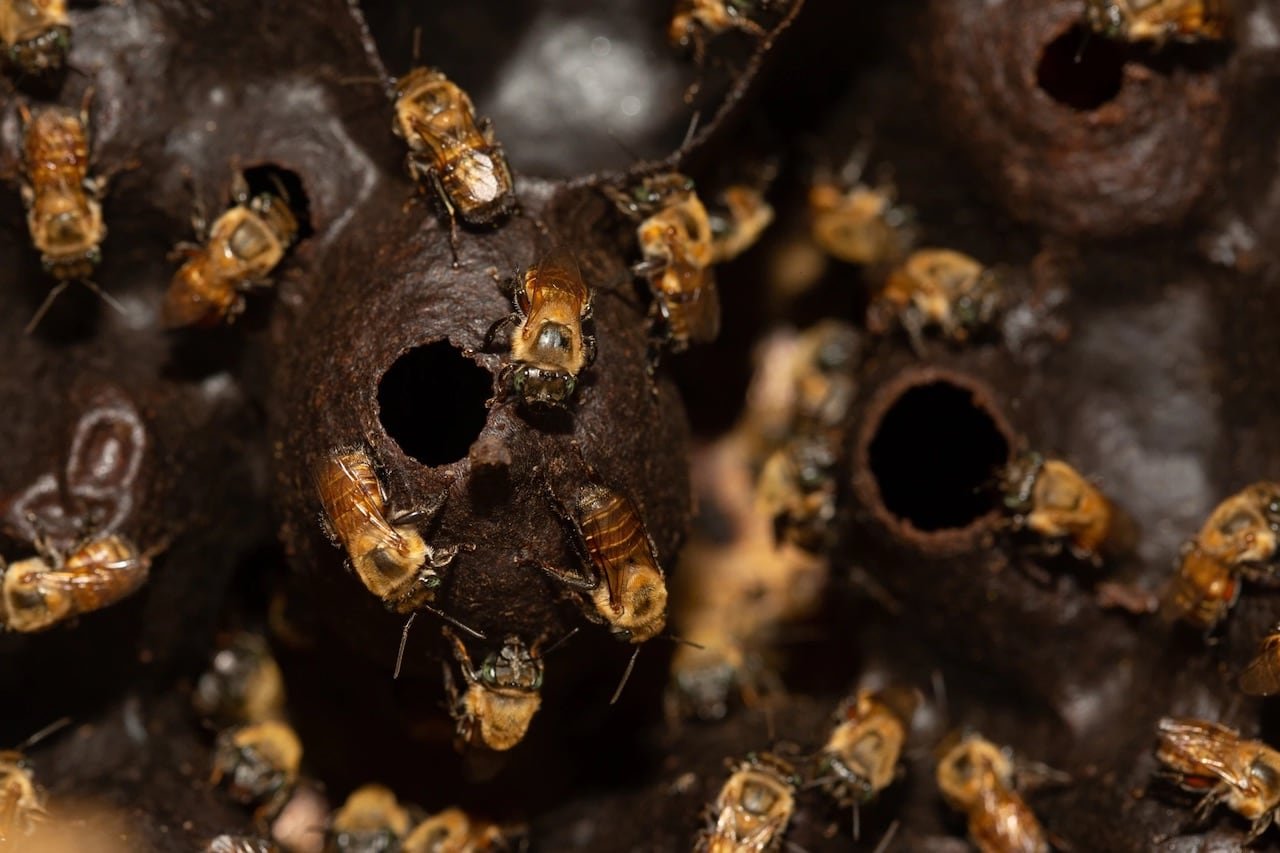 Adéntrate en el misterioso mundo de las abejas sin aguijón y descubre por qué su miel es considerada un verdadero elixir medicinal por las culturas locales. (ANA ELISA SOTELO)