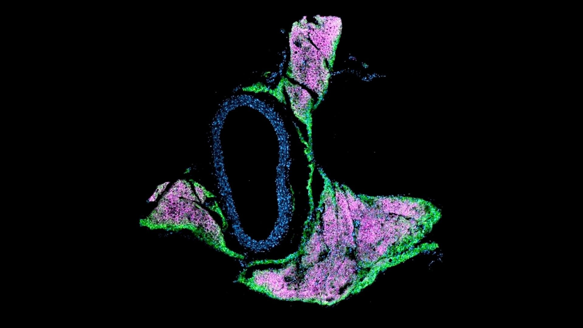 La imagen muestra cómo la grasa y los vasos sanguíneos están estrechamente conectados, un vínculo central en el estudio sobre presión arterial y tejido adiposo (Universidad Rockefeller)