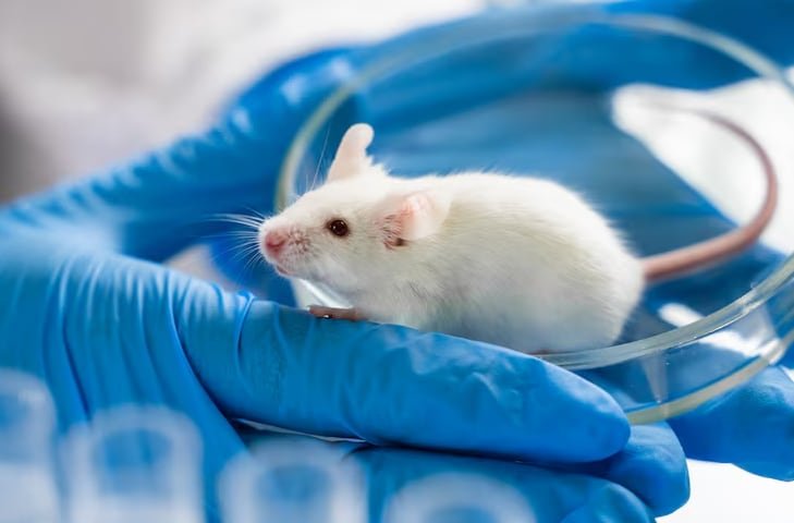 Hicieron un experimento que eliminó la grasa beige en ratones para observar su impacto en la presión arterial y los vasos sanguíneos (Freepik)