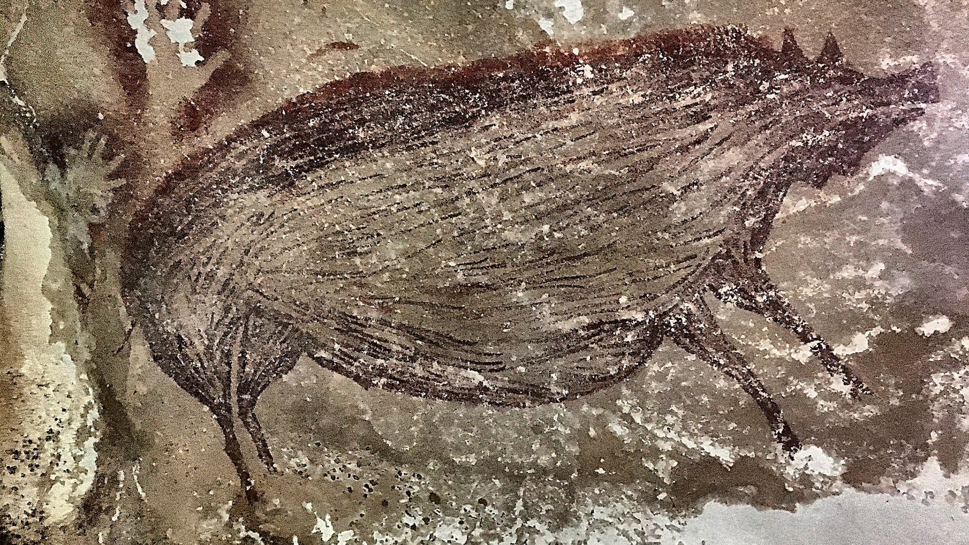 La investigación revela que la mayoría de los cerdos domésticos y ferales del Pacífico desciende de animales llevados por austronesios desde el sudeste de China y Taiwán hace 4.000 años/ Adam Brumm (Griffith University) y Adhi Agus Oktaviana (BRIN, Indonesia) 