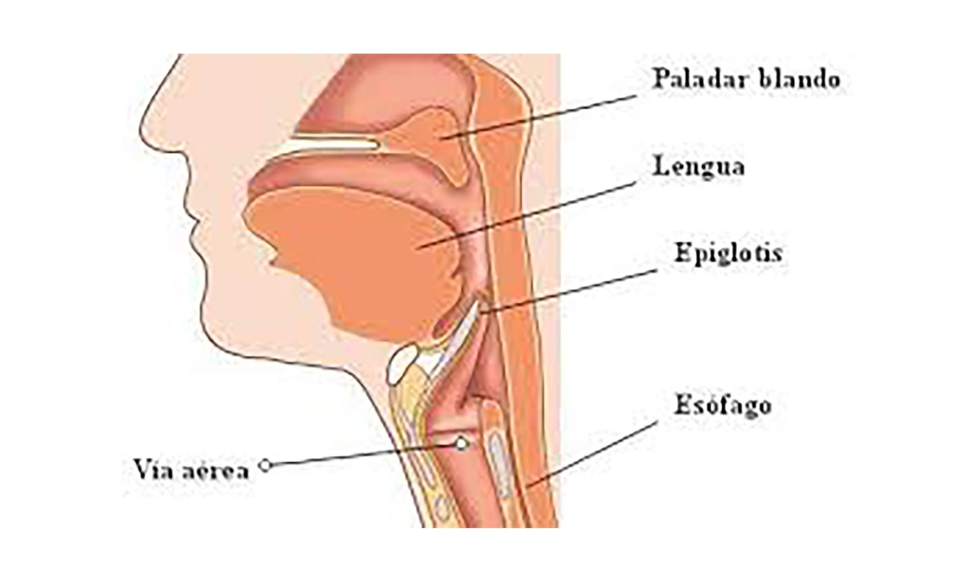 Esquema que muestra la cercanía entre el camino que recorre el aire y el de la comida