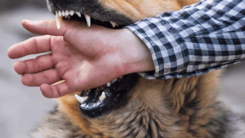 Las mordeduras de perros pueden contagiar esta peligrosa bacteria. 