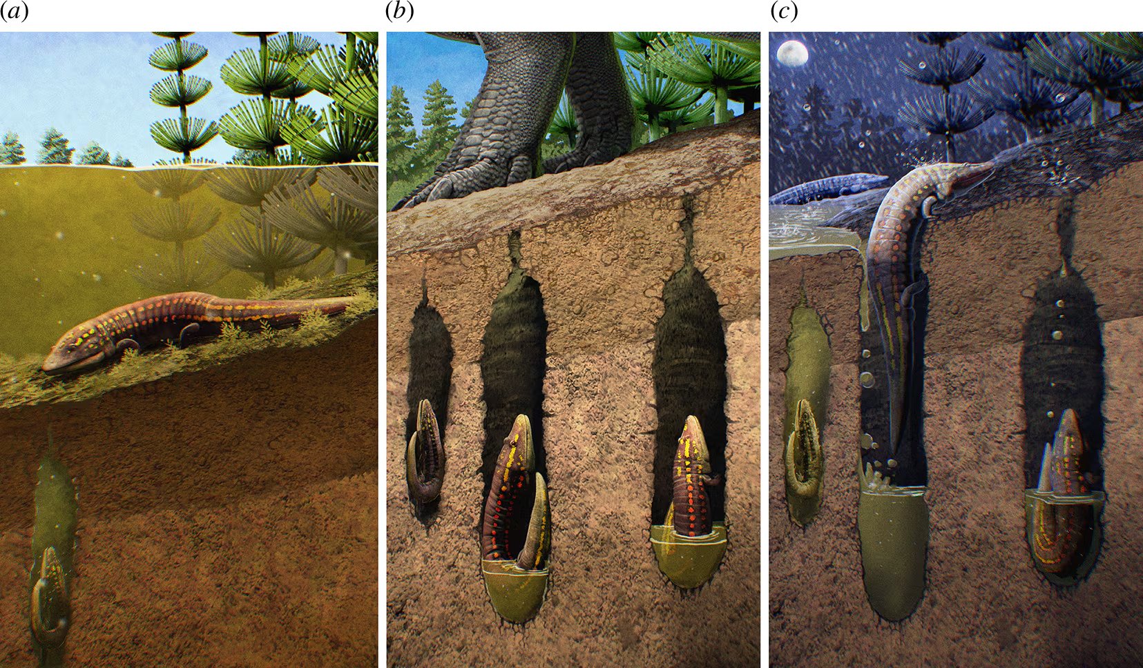 El fósil, descubierto en la formación Jelm en Estados Unidos, muestra estrategias de adaptación de los anfibios del Triásico (Crédito: Gentileza, estudio Fossil amphibian offers insights into the interplay between monsoons and amphibian evolution in palaeoequatorial Late Triassic systems, publicado en roceedings of the Royal Society B) 