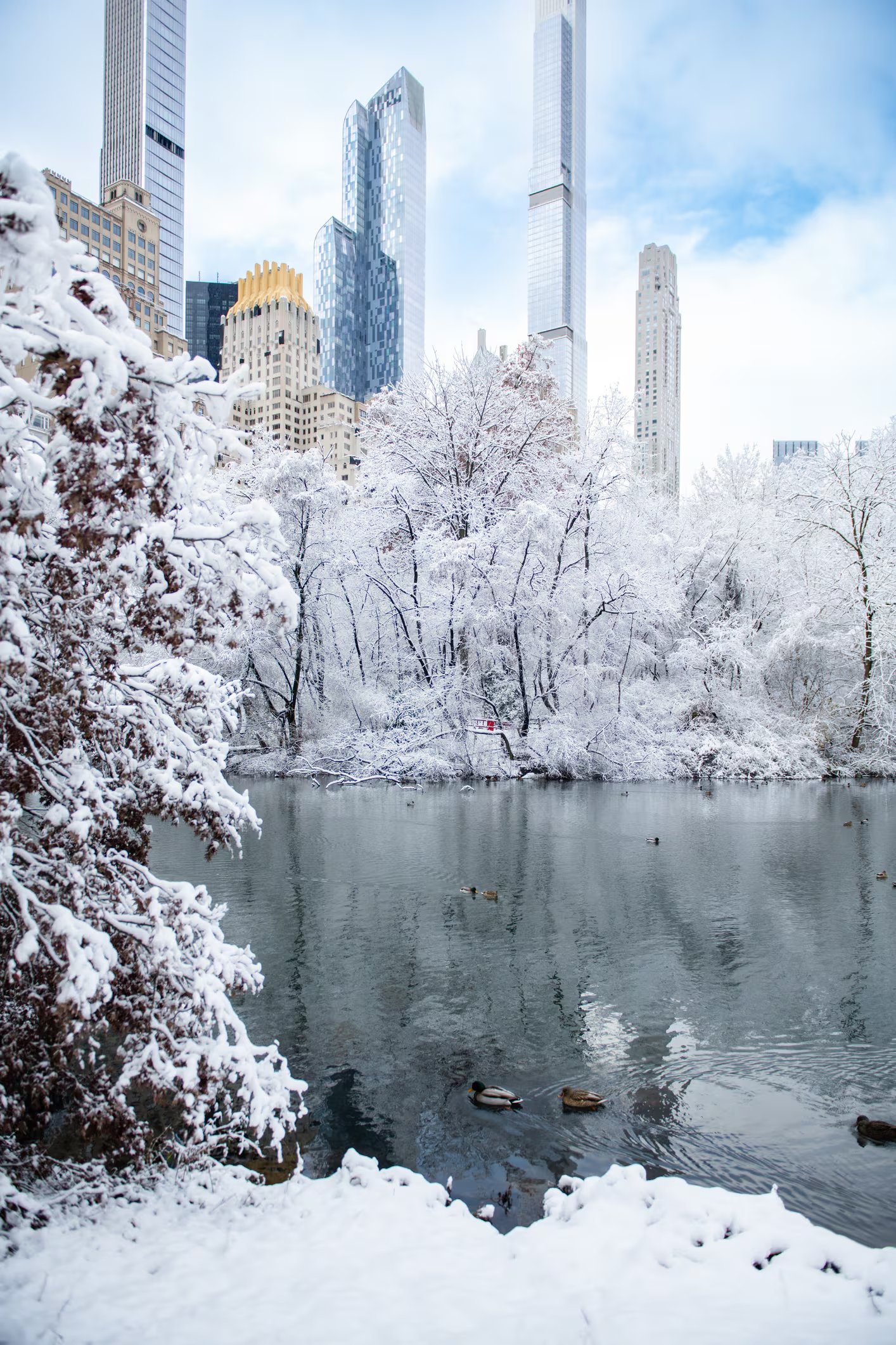 Patos nadan en las aguas del parque mientras la nieve cubre árboles y senderos, creando una escena de calma inusual frente al perfil de los edificios residenciales y corporativos del Upper East Side.