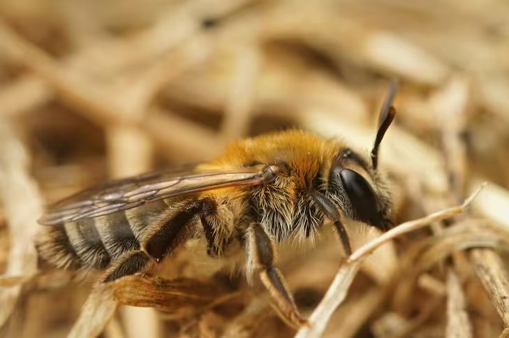 Diferentes estudios científicos coinciden en que la sostenibilidad de la leche de almendras depende de las prácticas agrícolas adoptadas, la gestión responsable del agua y la adopción de tecnología (Freepik)