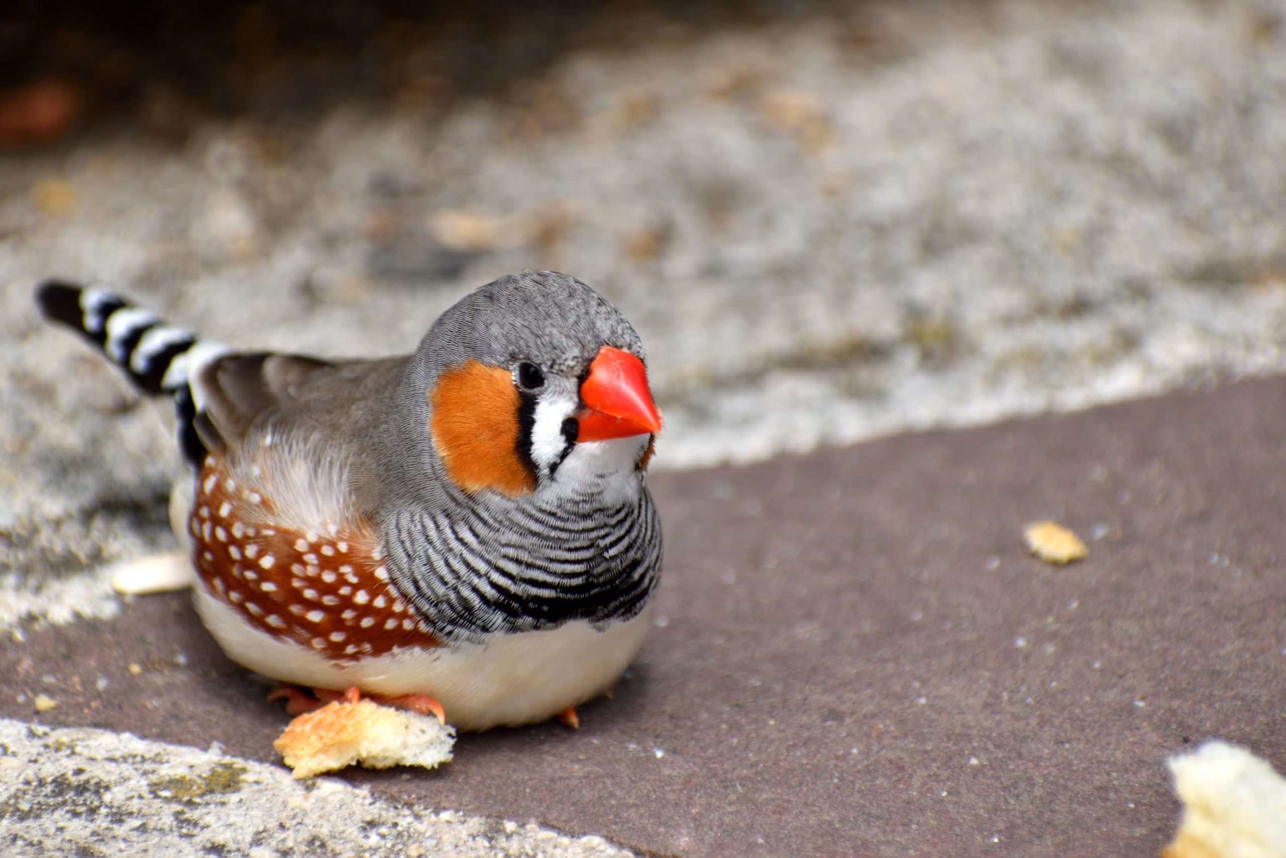 La investigación utilizó el canto del pinzón cebra como modelo para entender los mecanismos cerebrales del aprendizaje humano