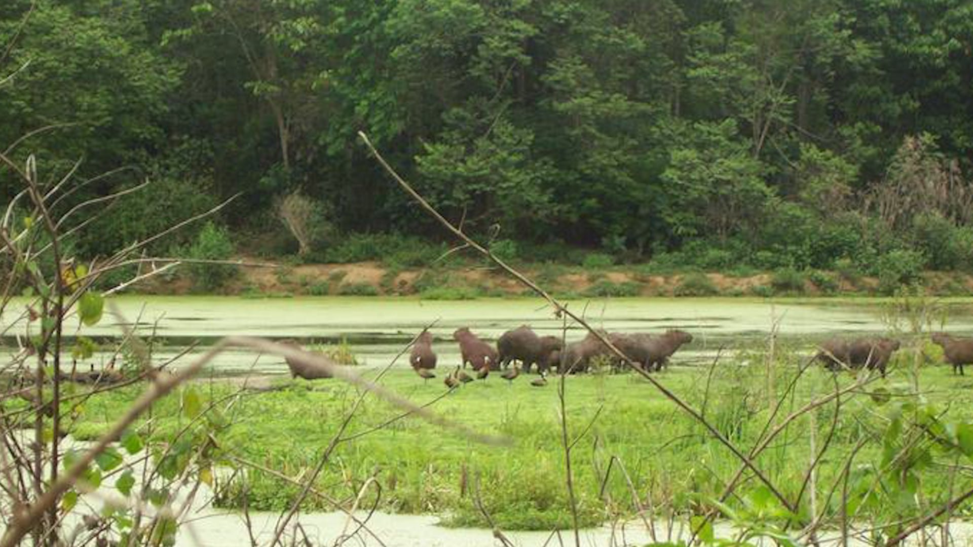 Investigadores estudiaron cómo la deforestación en la Reserva Ecológica do Guapiaçu aumenta las picaduras de mosquitos a personas en Cachoeiras de Macacu, Río de Janeiro (Cecilia Ferreira de Mello)