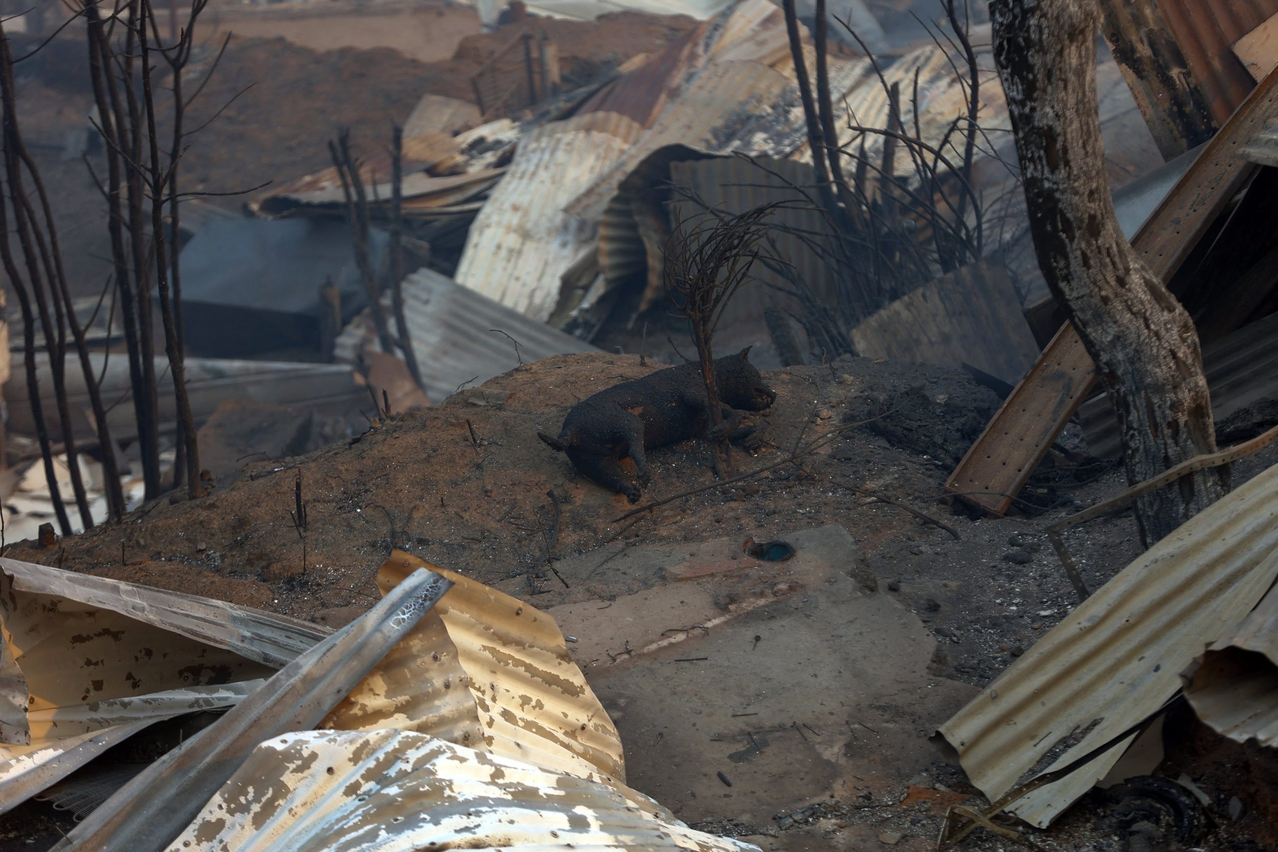 Un perro aparece sin vida tras los incendios forestales que arrasaron viviendas en Concepción (RAUL BRAVO / AFP)