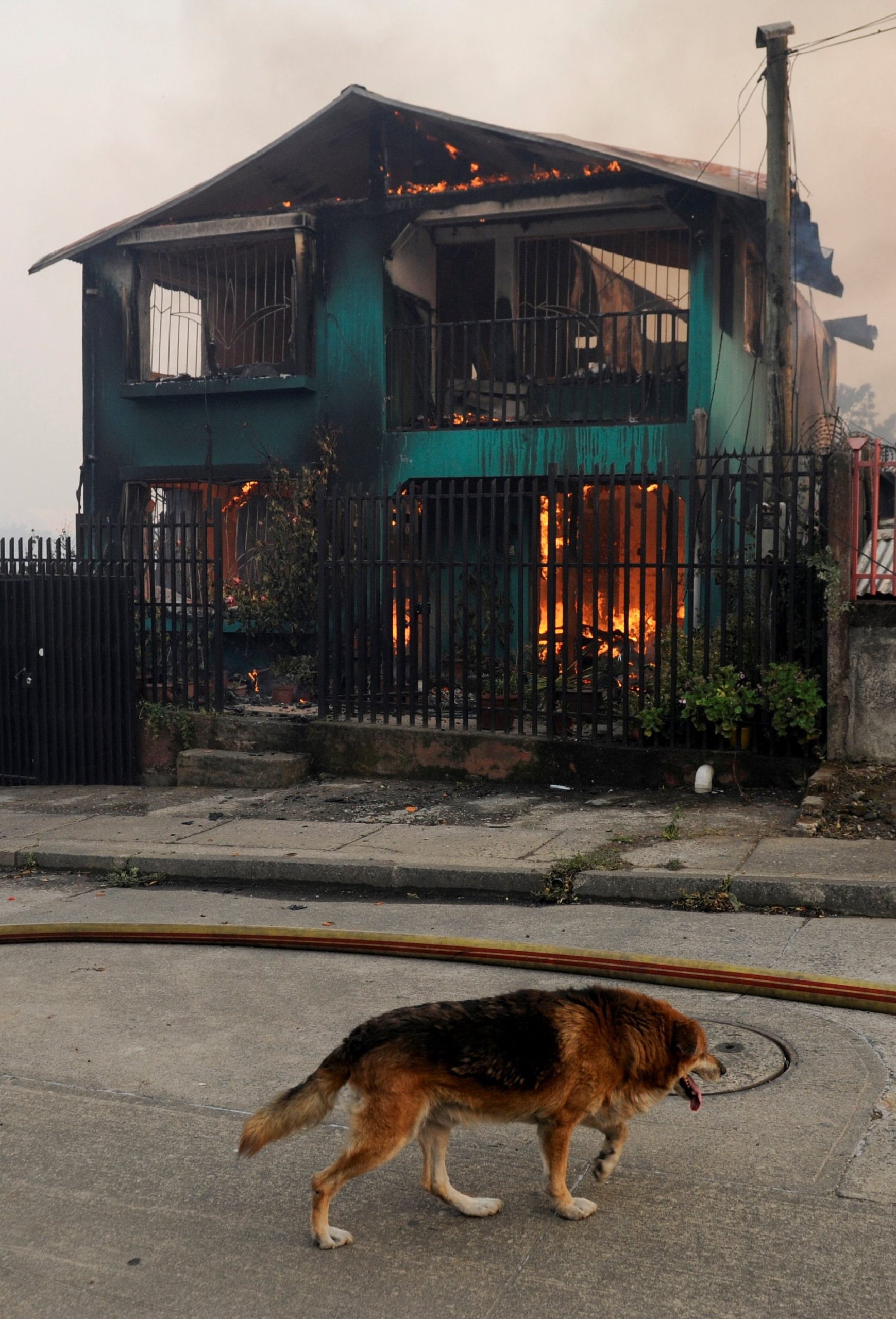Emergencia por incendios: un perro recorre la zona frente a un edificio en llamas mientras las evacuaciones continúan en la región del Biobío (REUTERS/Jose Luis Saavedra)