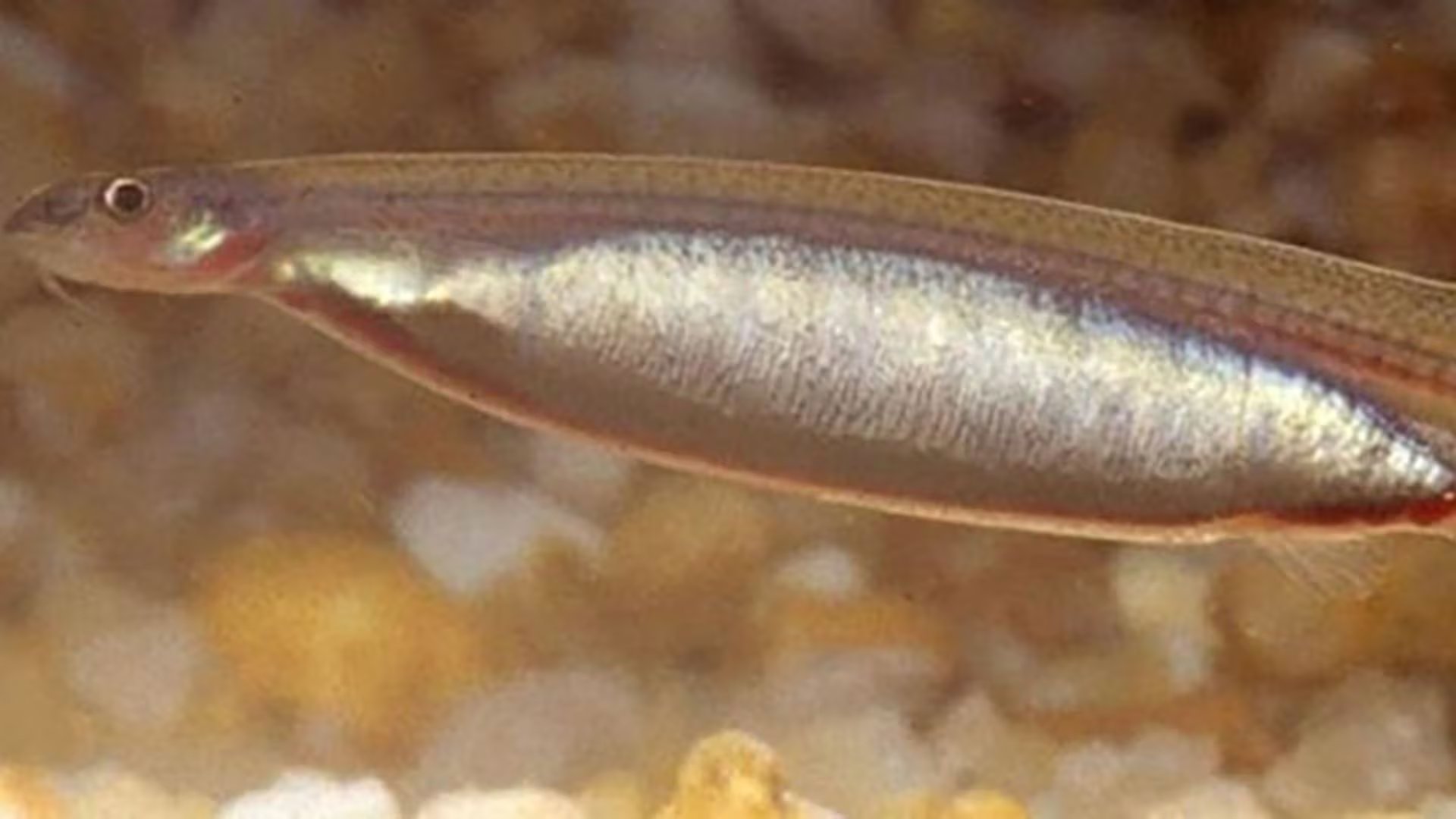 El ranking de los 10 peces más peligrosos del mundo incluye especies con venenos letales y comportamientos altamente agresivos (Wkimedia)