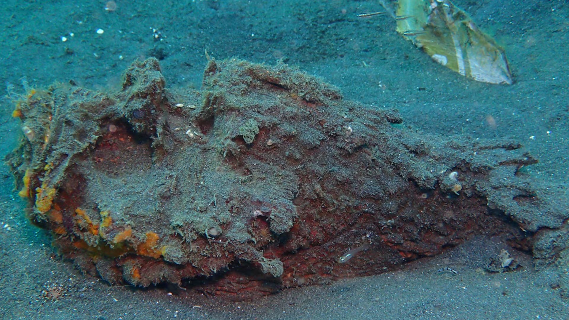 El pez piedra se camufla entre rocas y corales, y su picadura con veneno puede provocar un dolor extremo e incluso la muerte Crédito:
Wikimedia/Dan Schofield