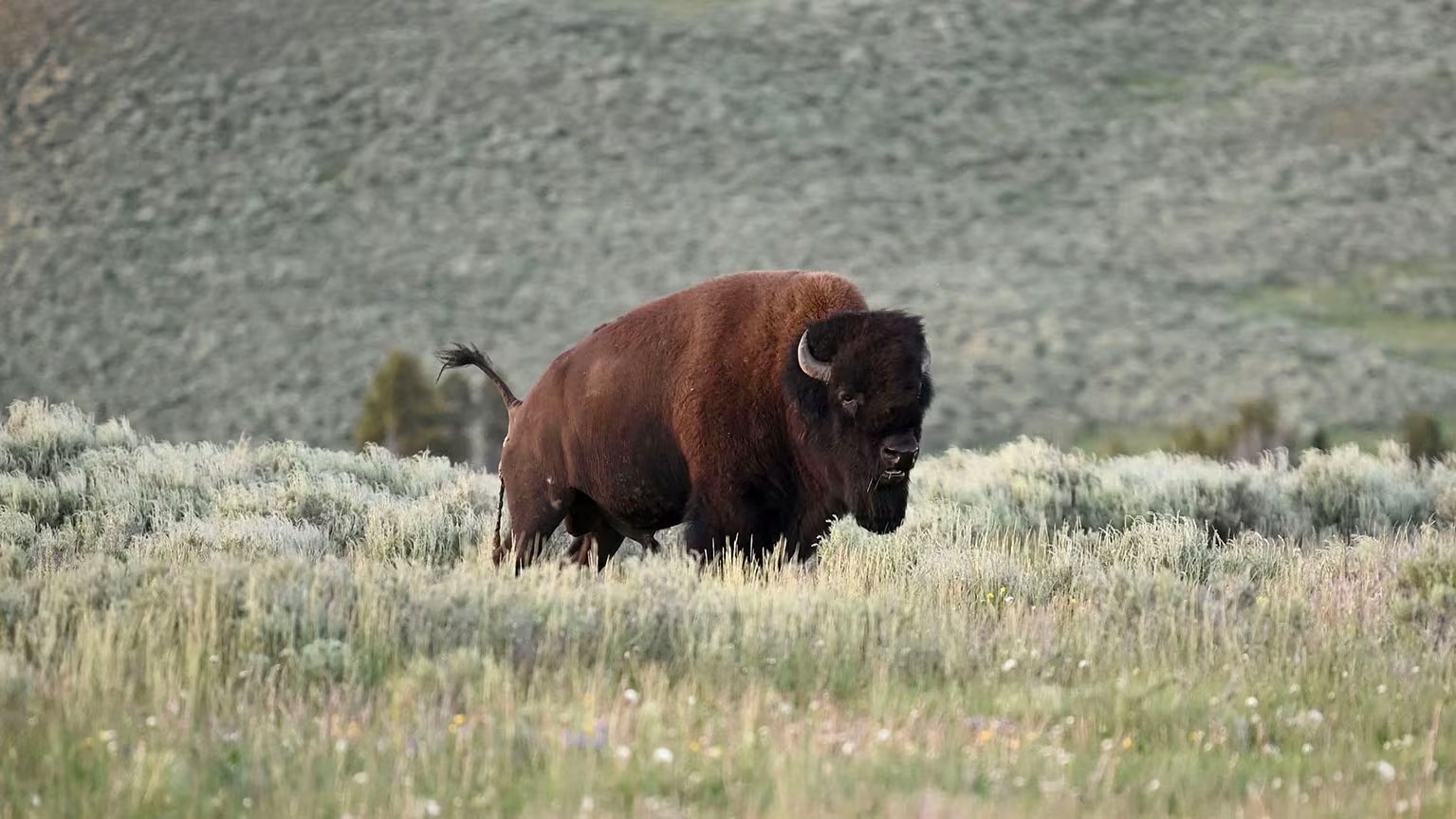 La liberación de bisontes en la reserva Burlington Prairie, a 95 kilómetros de Chicago, involucra un esfuerzo conjunto de comunidades indígenas y conservacionistas (Photo by Eric BARADAT / AFP)