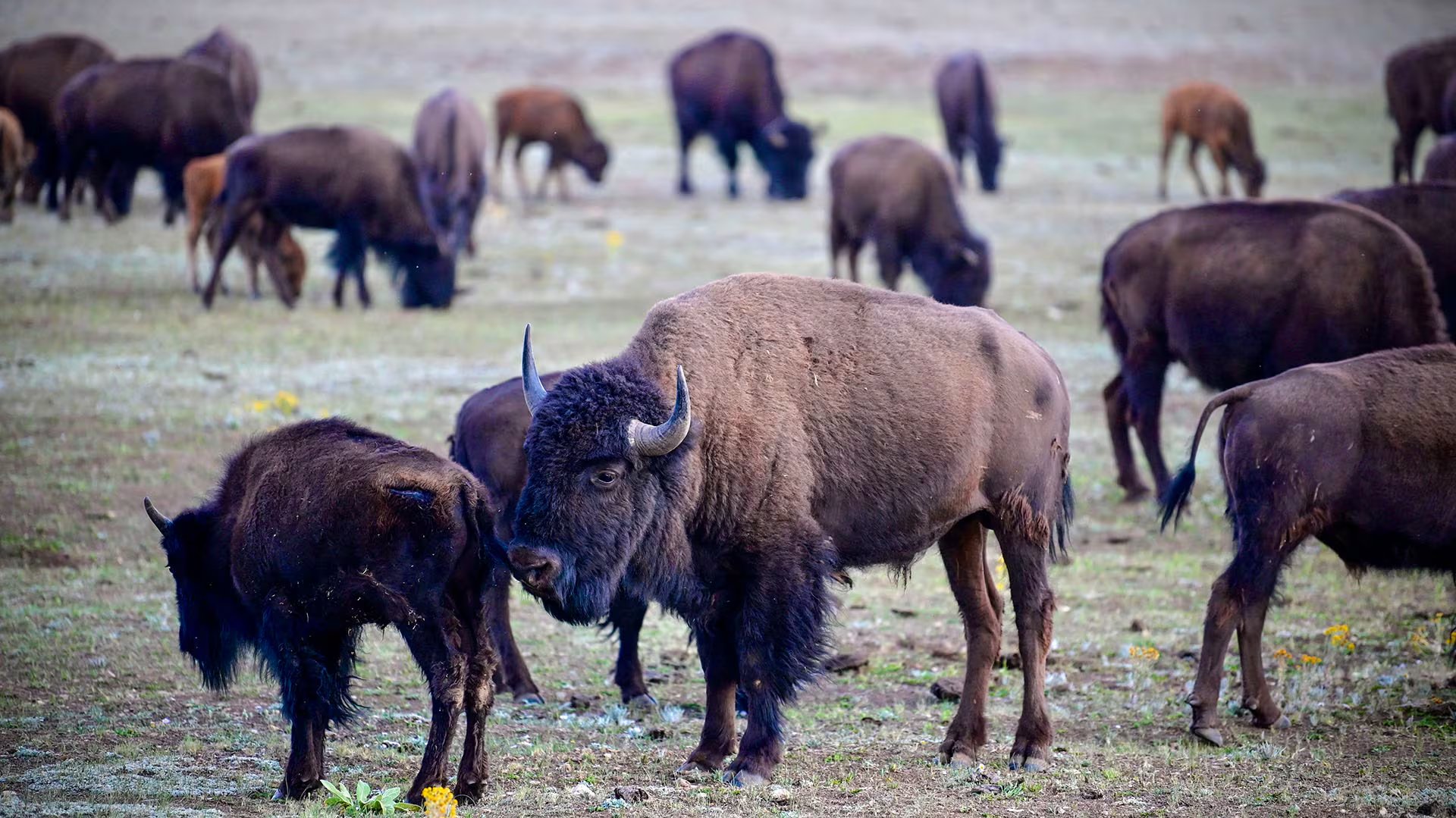Los bisontes contribuyen a la resiliencia de los pastizales al excavar fosas para revolcarse, lo que mejora la capacidad del terreno para retener agua y resistir la sequía (Photo by Eric BARADAT / AFP)