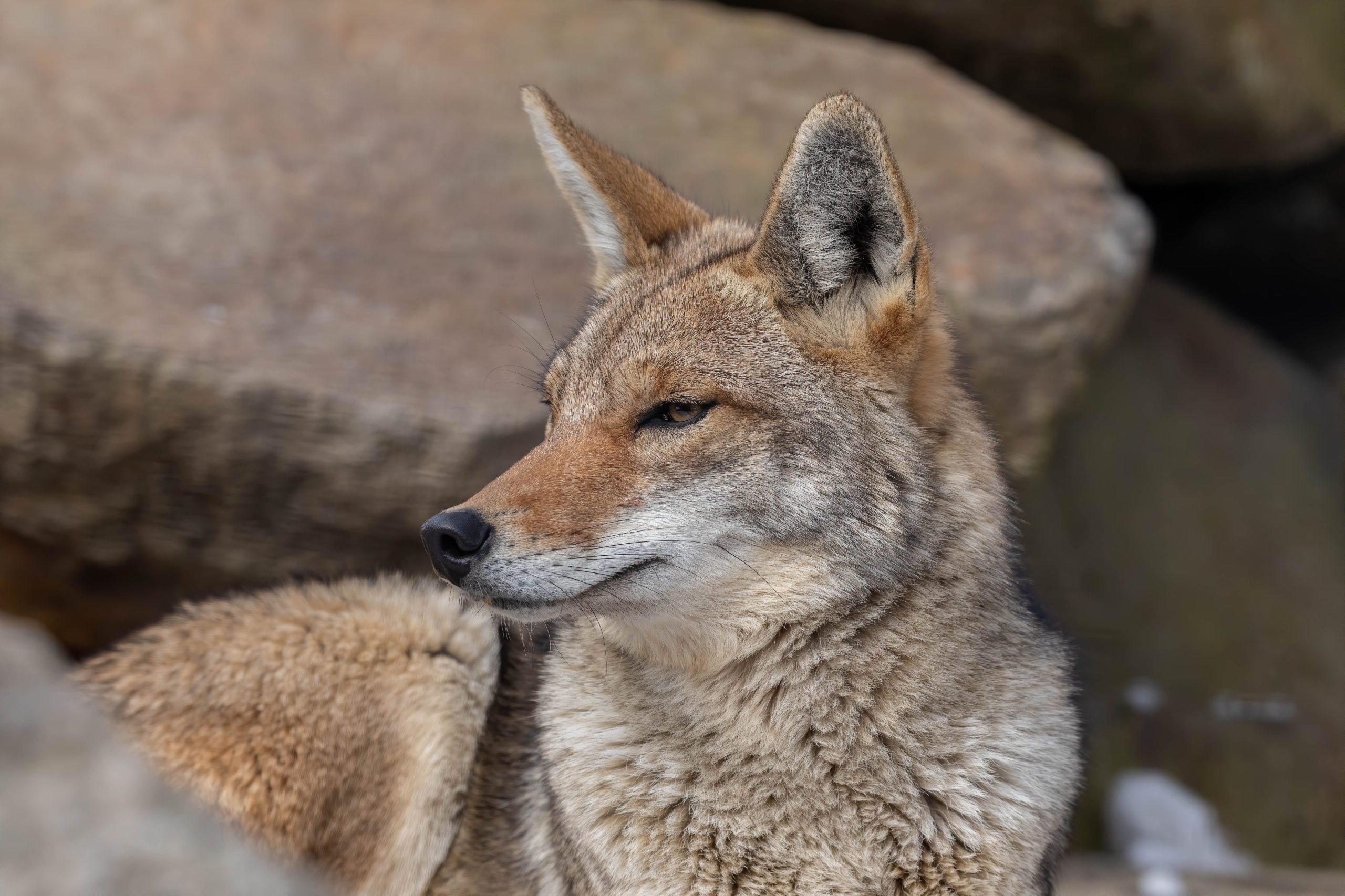 El compromiso vitalicio de los coyotes aumenta el éxito reproductivo y la supervivencia de las crías gracias al cuidado conjunto de ambos padres