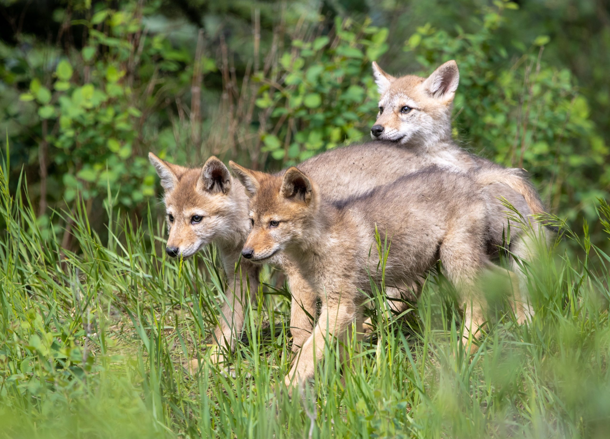 Comprender la monogamia y el impacto ecológico de los coyotes apoya la convivencia urbana y destaca su rol en el equilibrio y la biodiversidad