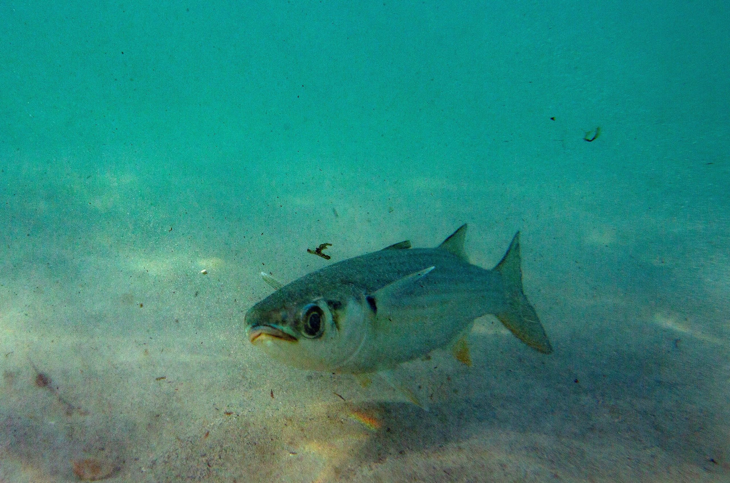 El trabajo sugiere que la inteligencia artificial podría ser clave para predecir el impacto ambiental de los compuestos liberados por microplásticos./Archivo EFE/ Nic Bothma
