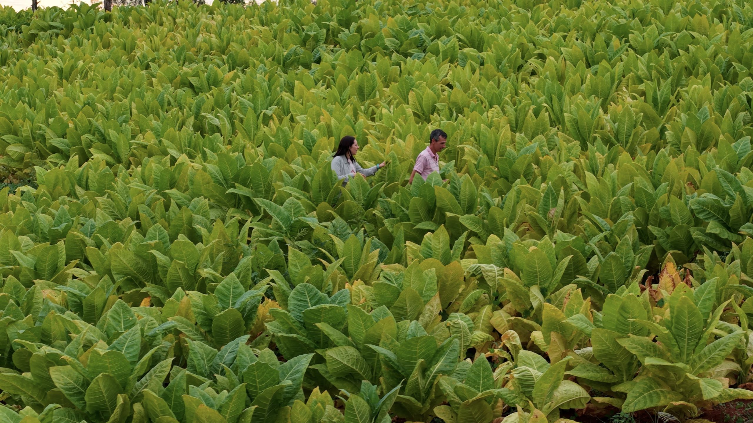 Los productores tabacaleros del norte argentino son los más perjudicados por la circulación ilegal de la materia prima y el producto final
