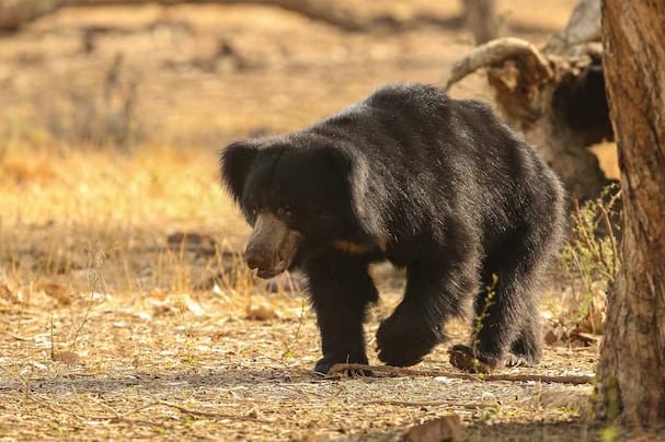 El oso bezudo, originario del sur de Asia, se distingue por su hocico alargado y su dieta basada en insectos, adaptaciones que lo diferencian de otros úrsidos (Freepik)
