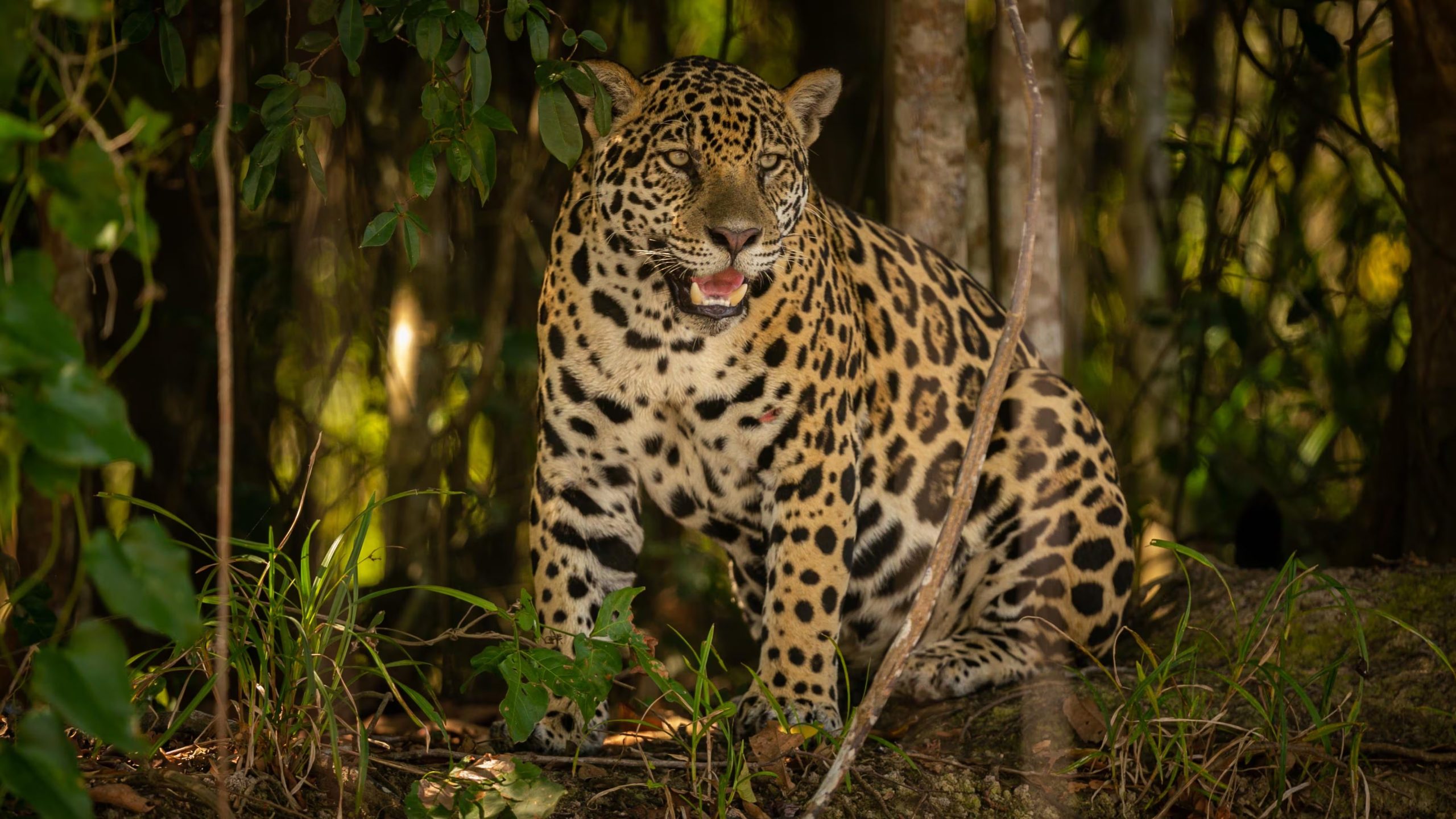 El avistamiento de la hembra yaguareté ocurrió en diciembre de 2025, según el Proyecto Onças do Iguaçu (Freepik)