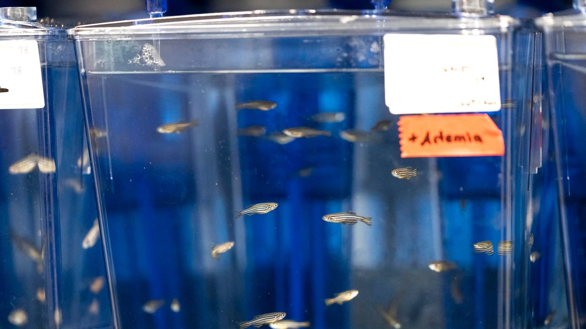 Las divisiones celulares forman olas mitóticas desde el centro hacia los bordes, donde las células centrales del pez cebra se dividen primero/ Crédito ISTA