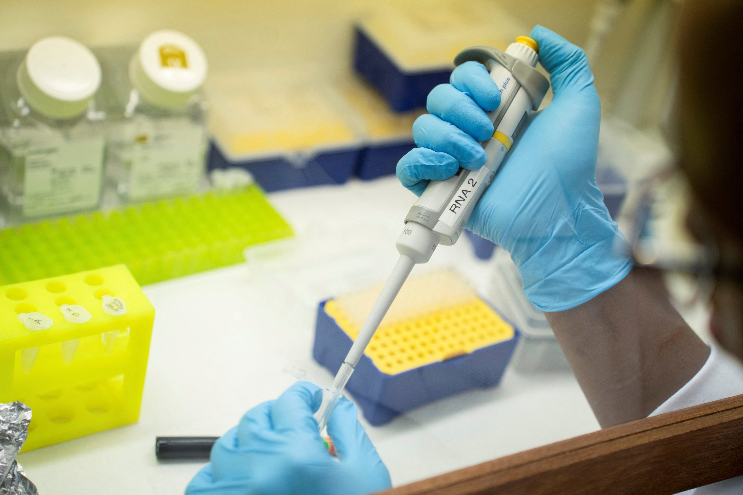 La investigación liderada por Nikhil Mishra y su equipo del IST Austria muestra cómo la forma del huevo influye en la organización de los embriones/Archivo REUTERS/Ihsaan Haffejee/