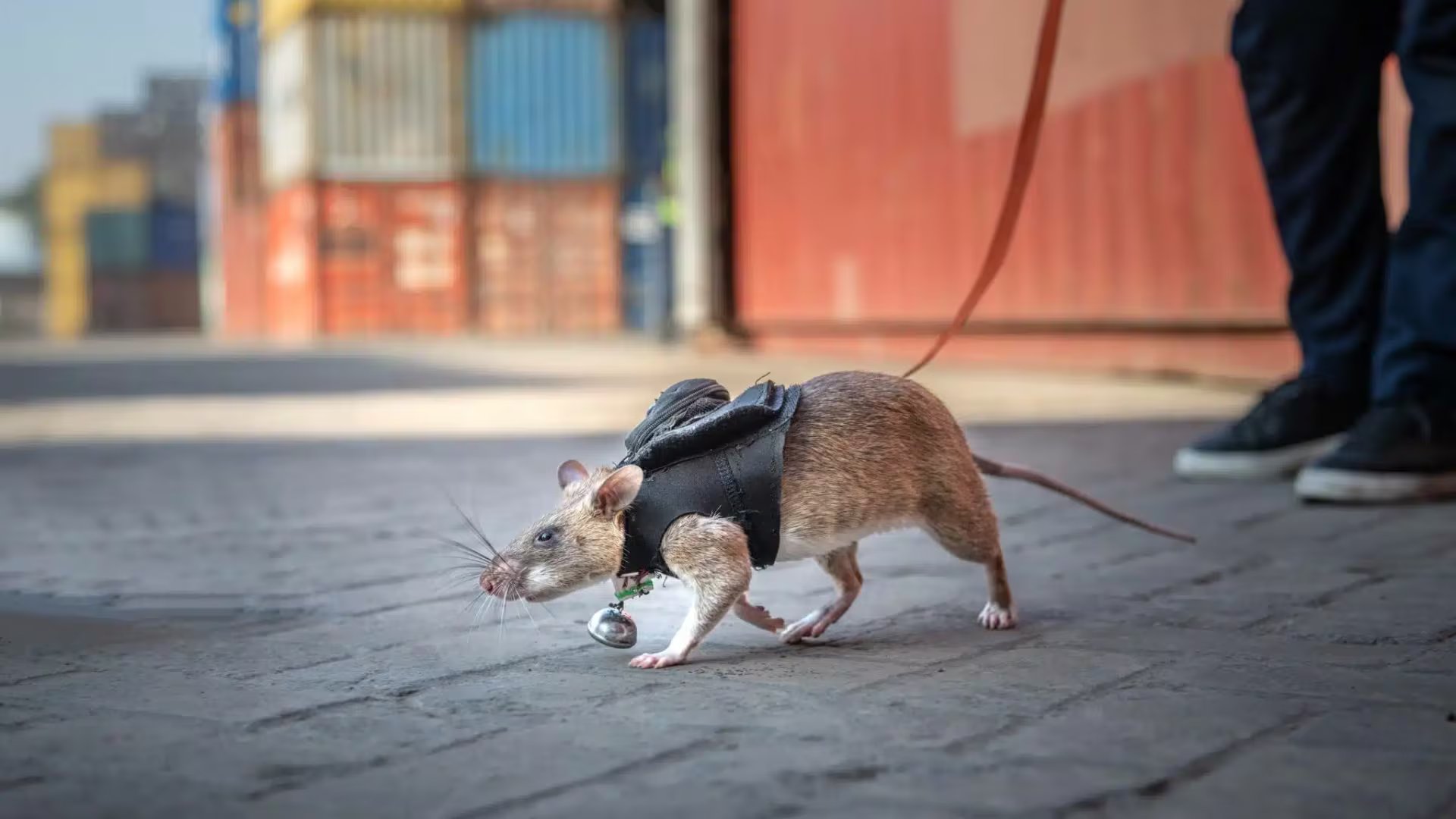 Las ratas gigantes africanas, entrenadas por la ONG APOPO, han acelerado el desminado en países como Angola y Camboya. (APOPO)