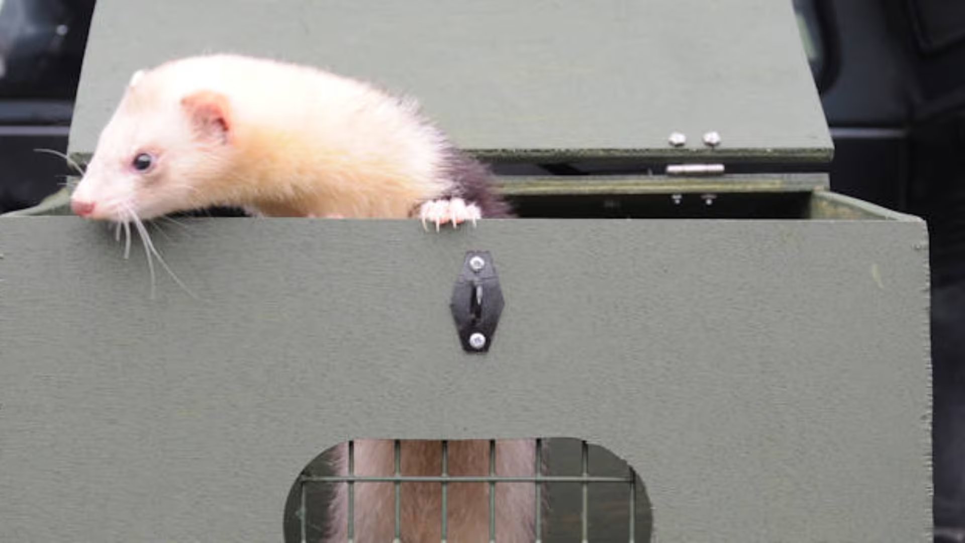 Los hurones destacan en la ingeniería por su capacidad de acceder a túneles y espacios reducidos que resultan inaccesibles para robots. (The National Ferret Training School)