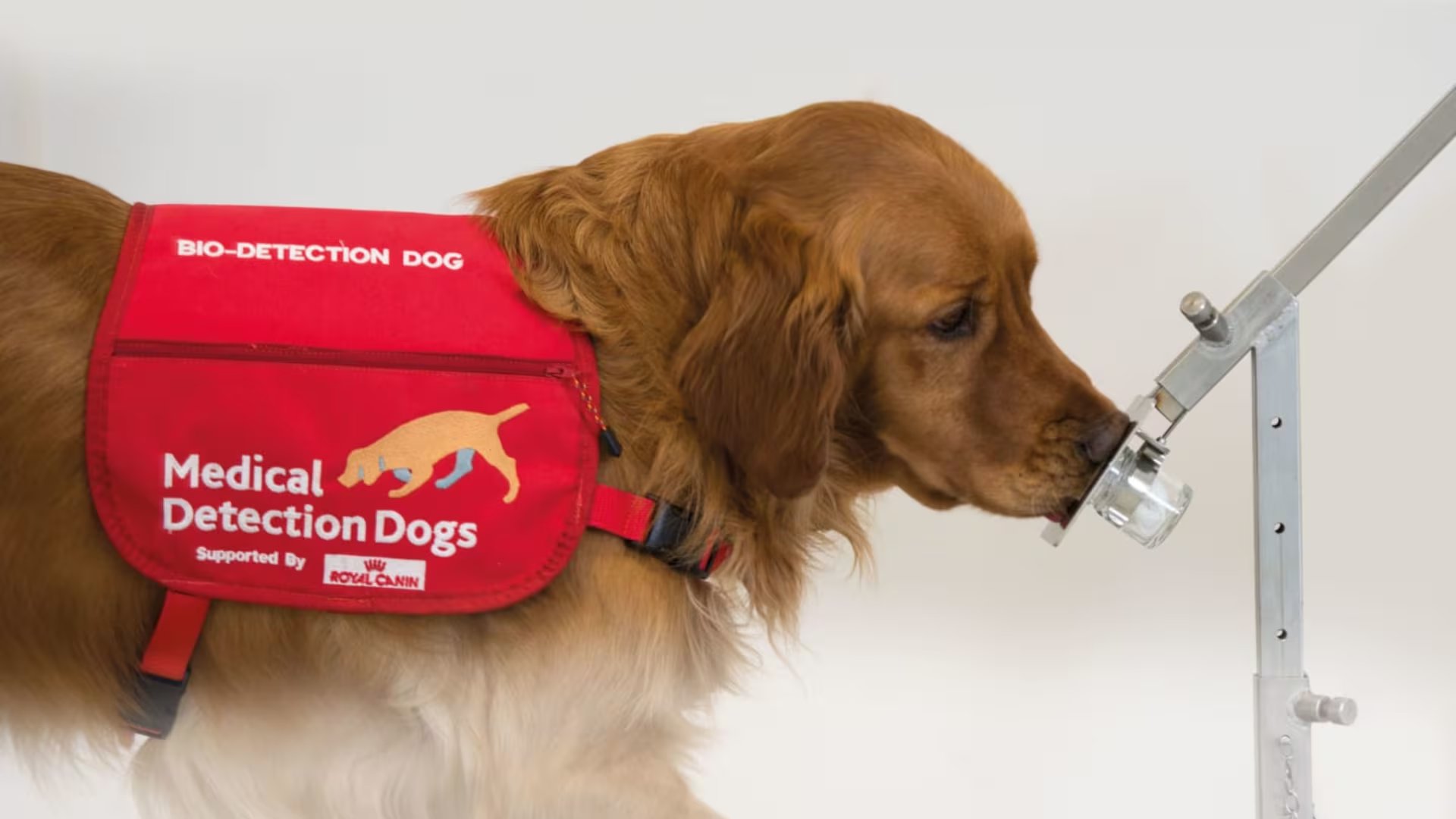 Los perros, con su olfato superior, detectan enfermedades y ofrecen asistencia médica anticipando episodios en sus dueños. (Medical Detection Dogs)