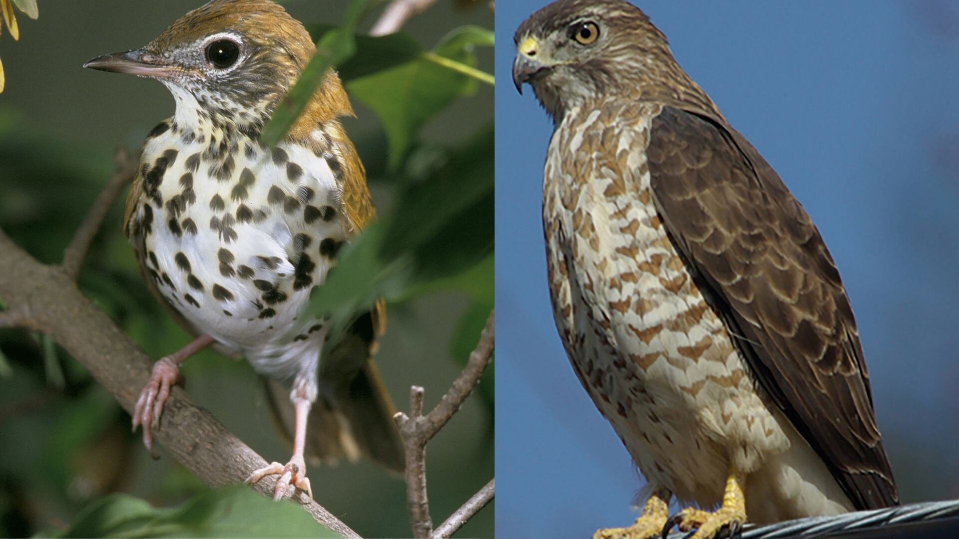 El estudio de WCS y Cornell revela que los bosques mesoamericanos albergan hasta el 46% de la población mundial de varias especies migratorias clave como los zorzales del bosque y el gavilán aliancho (Wikipedia)