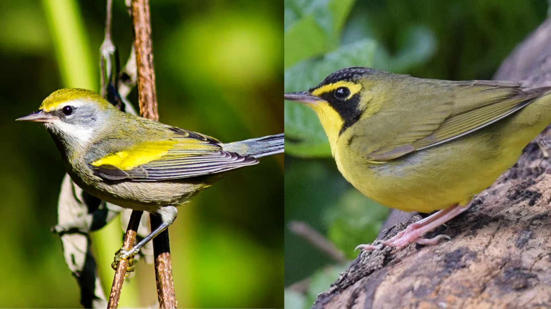 Las reinitas de Kentucky y las reinitas alidoradas figuran entre las especies migratorias con mayor dependencia de los Cinco Grandes Bosques de Mesoamérica (Wikipedia)