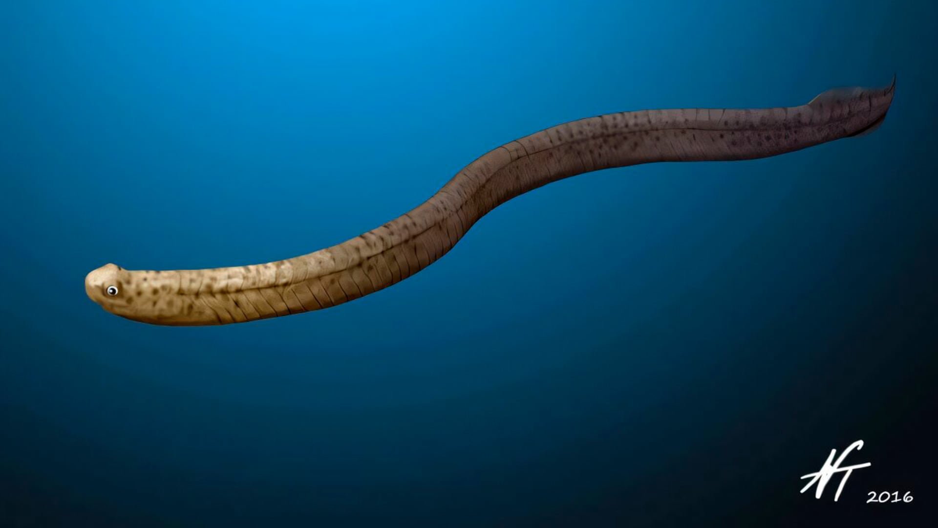 El Promissum, un antiguo pez de cuerpo alargado y dientes cónicos, es considerado antepasado de lampreas y mixinos, pero casi ninguna especie sobrevivió a la Extinción del Ordovícico Tardío, hace 445 millones de años.(Nobu Tamura) 