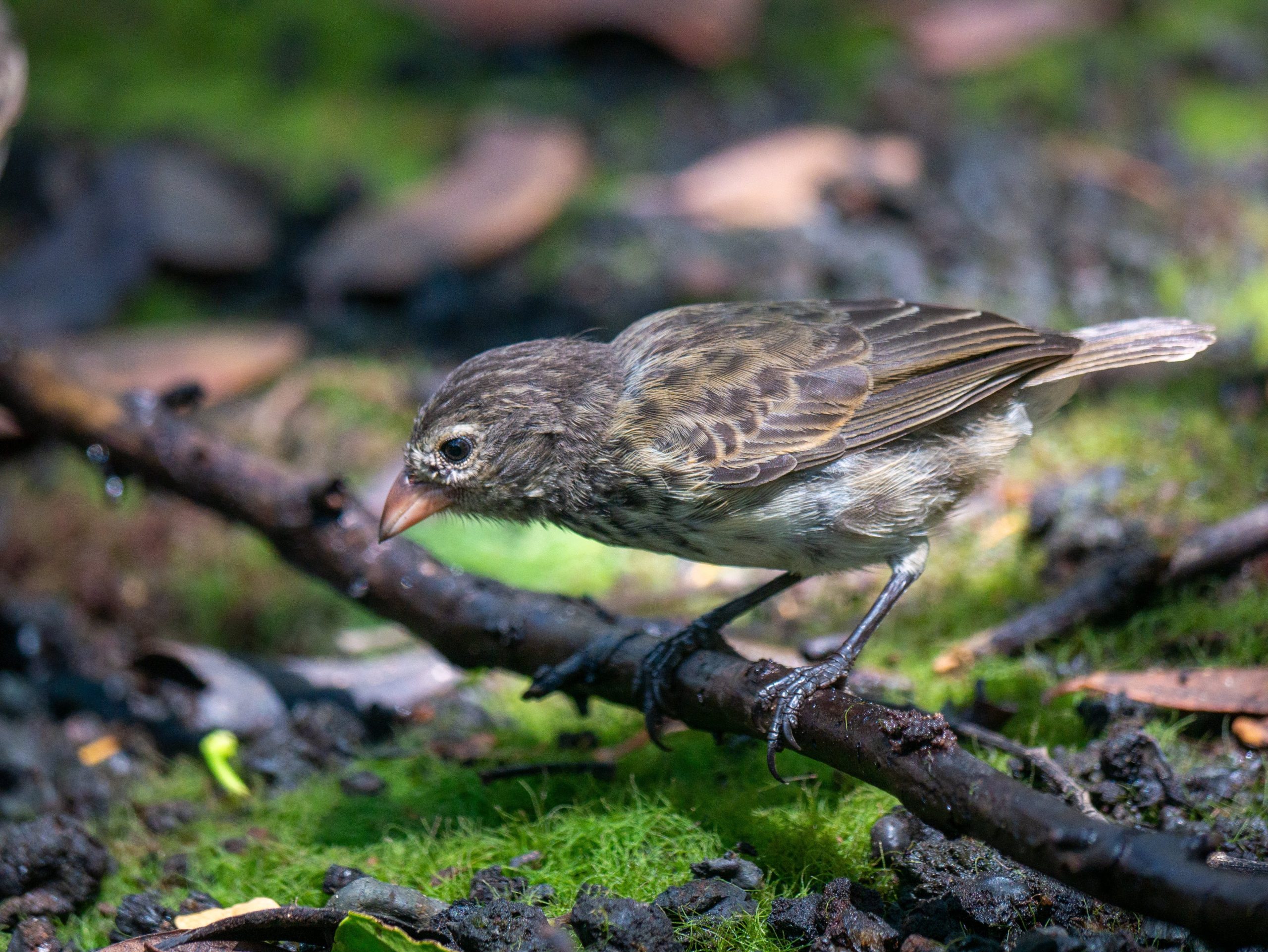 Así como los pinzones de Darwin, que habitan en las Islas Galápagos, se diversificaron al ocupar nuevos nichos, los peces con mandíbulas hicieron lo mismo tras la extinción del Ordovícico. EFE/ María Igual / Fundación Charles Darwin
