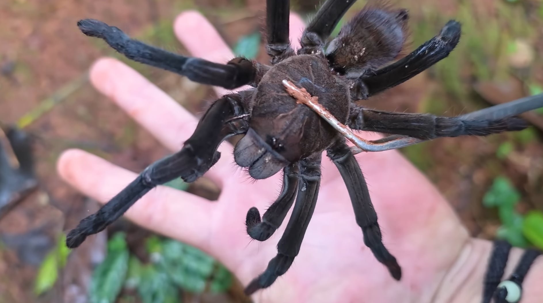 Algunas especies también emplean la hemocianina para funciones inmunológicas y metabólicas, además del transporte de oxígeno (Captura de video: YouTube/Dilane Salvaje)