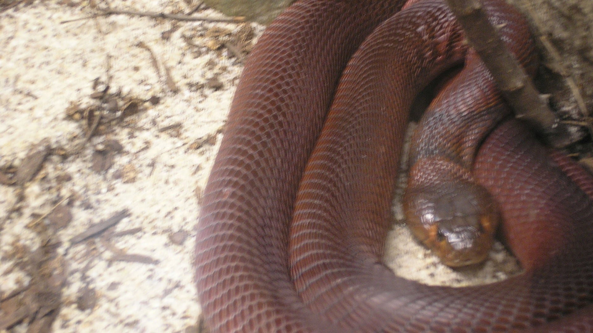 La toxina no penetra piel sana, pero al alcanzar membranas mucosas como ojos, boca o nariz genera dolor extremo y lesiones graves (Wikipedia)