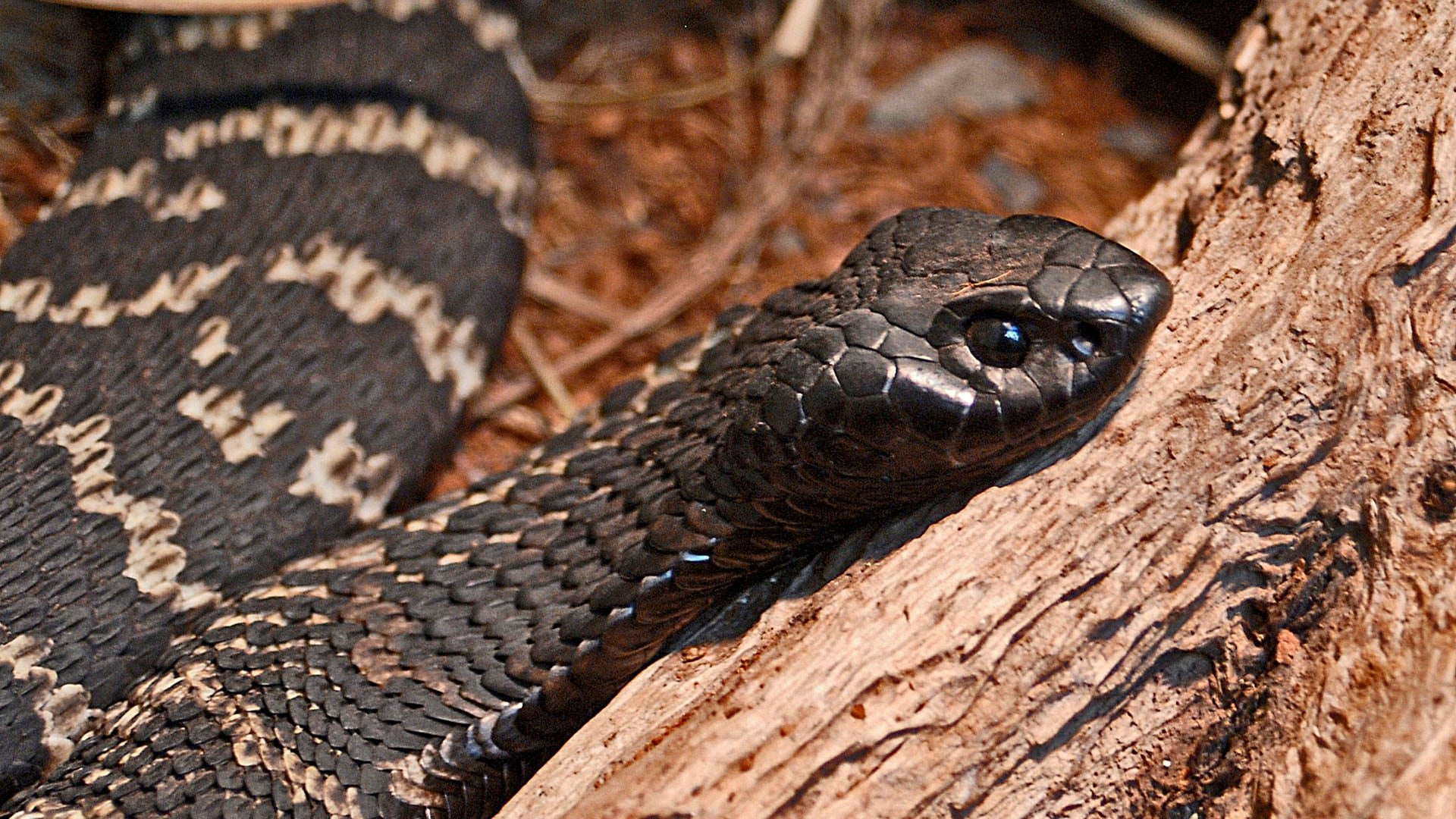 La evolución de la capacidad de escupir veneno surgió de forma independiente en cobras africanas, asiáticas y el rinkhals, con mayor expresión de fosfolipasa A2 y citotoxinas (Wikipedia)