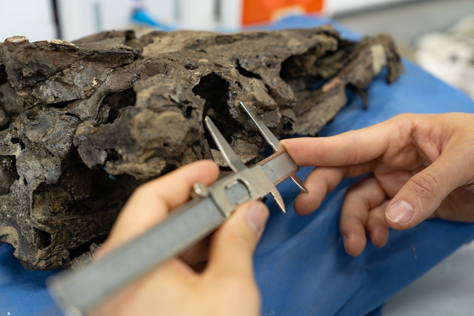 El modelo de Budd y Mann sincroniza datos genéticos y evidencias geológicas, eliminando la necesidad de suponer especies invisibles en la paleontología (crédito SGC)