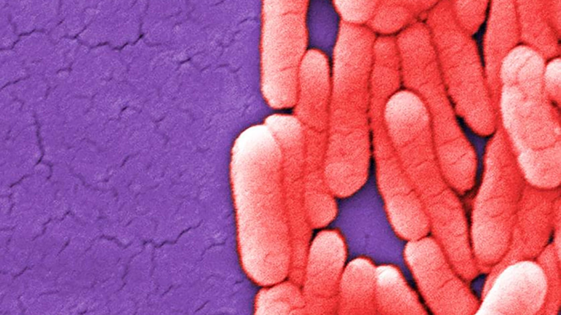 Al menos 45 personas de 21 estados resultaron afectadas por salmonella tras consumir el suplemento, con 12 hospitalizaciones y sin muertes reportadas. (U.S. Centers for Disease Control and Prevention)