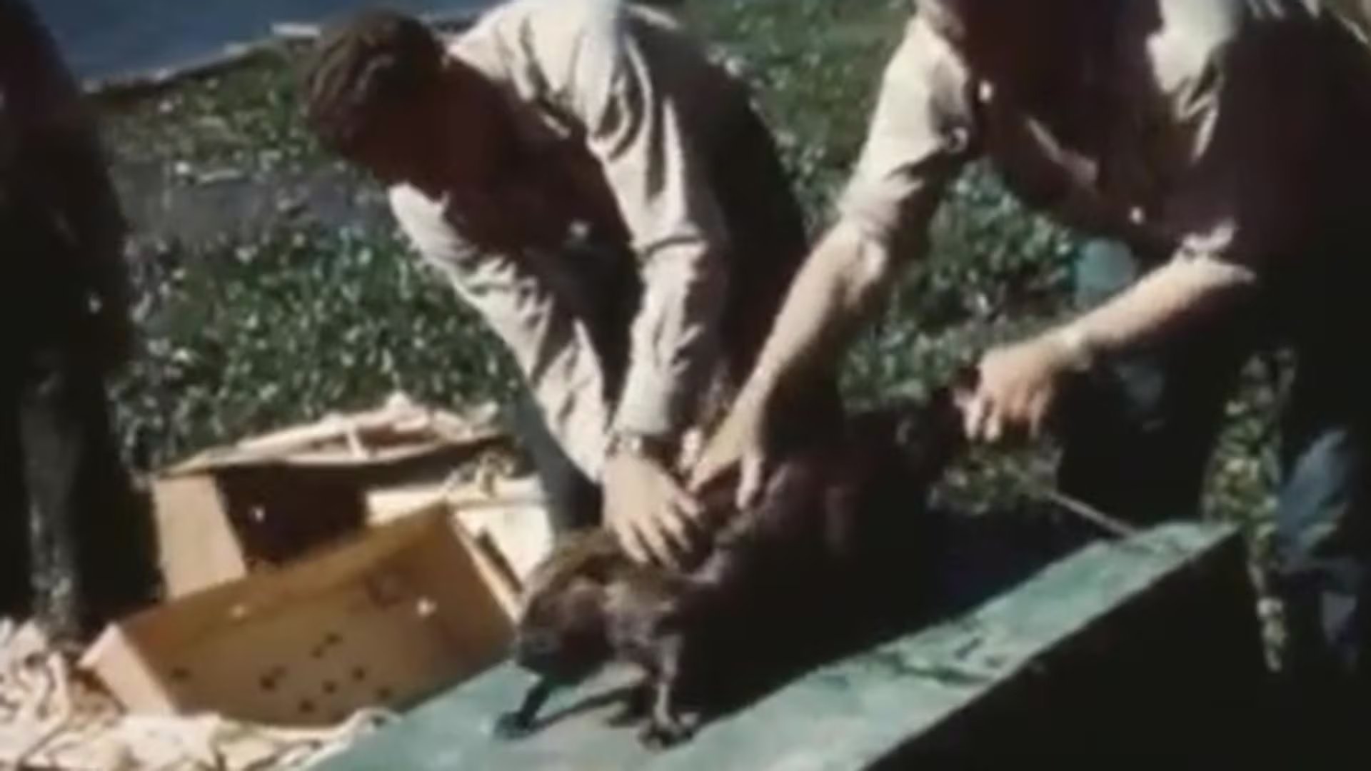 Antes de la llegada de los colonos europeos, cientos de millones de castores habitaban América del Norte, pero en el siglo XX la especie se redujo a 100.000 individuos