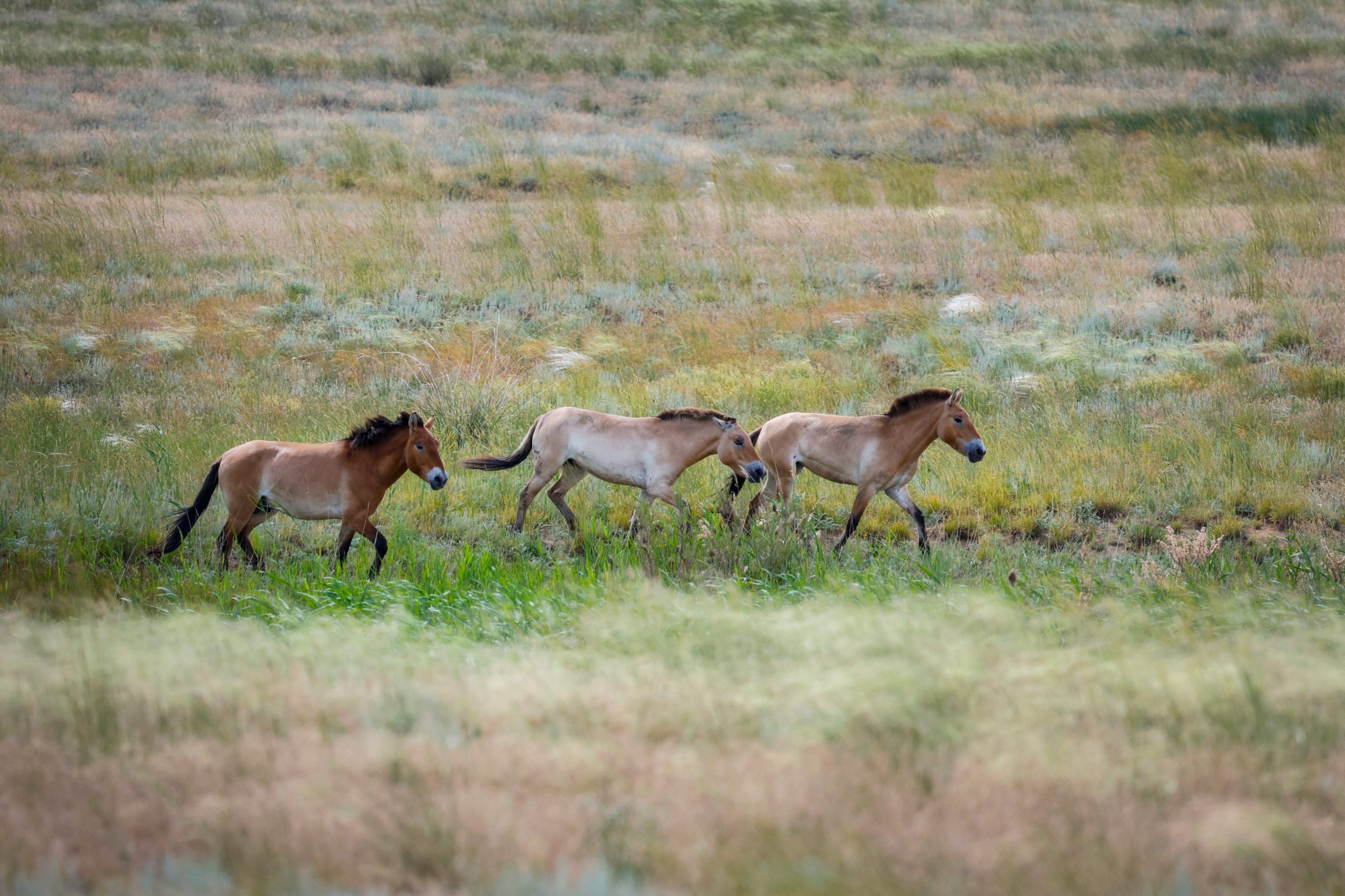 La expedición comenzó en el zoológico de Praga, donde los caballos de Przewalski nacieron en cautiverio y recibieron cuidados veterinarios durante todo el trayecto
