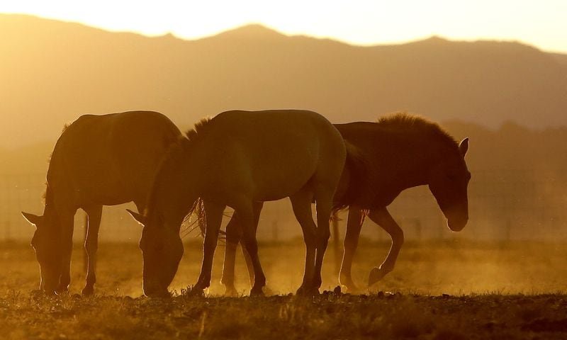 La reintroducción de los caballos de Przewalski representa un avance crucial para la conservación de la biodiversidad en Asia Central, destacando su papel en los pastizales